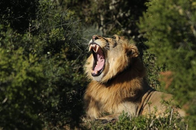 Addo Elephant National Park All Inclusive Full-Day Safari - Why Addo is worth a full day