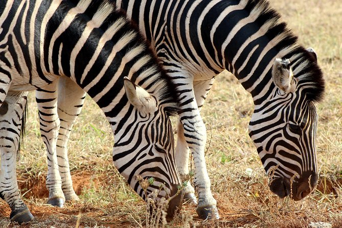 Addo Elephant National Park All Inclusive Full-Day Safari - The first three-hour game drive