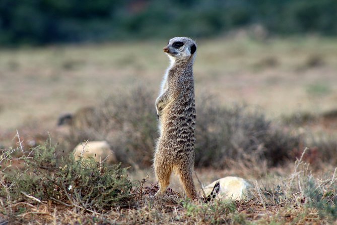 Addo Elephant National Park All Inclusive Full-Day Safari - Lunch in the park after three hours on the road