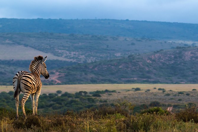 Addo Elephant National Park All Inclusive Full-Day Safari - The second three-hour game drive