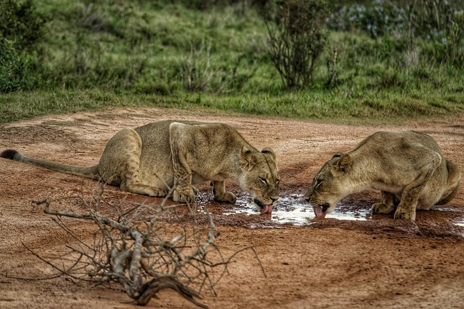 Addo Elephant National Park All Inclusive Full-Day Safari - Is $186 fair for a nine-hour safari?