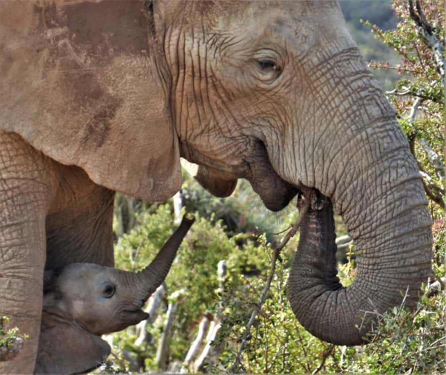 Addo National Park: Guided Half-Day Safari - Key points to know before you book