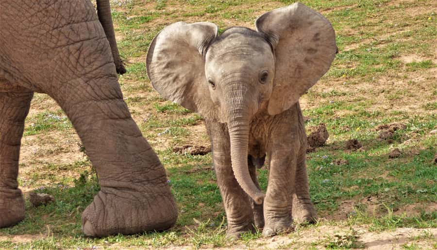 Addo National Park: Guided Half-Day Safari - Starting in Addo village and entering Main Camp
