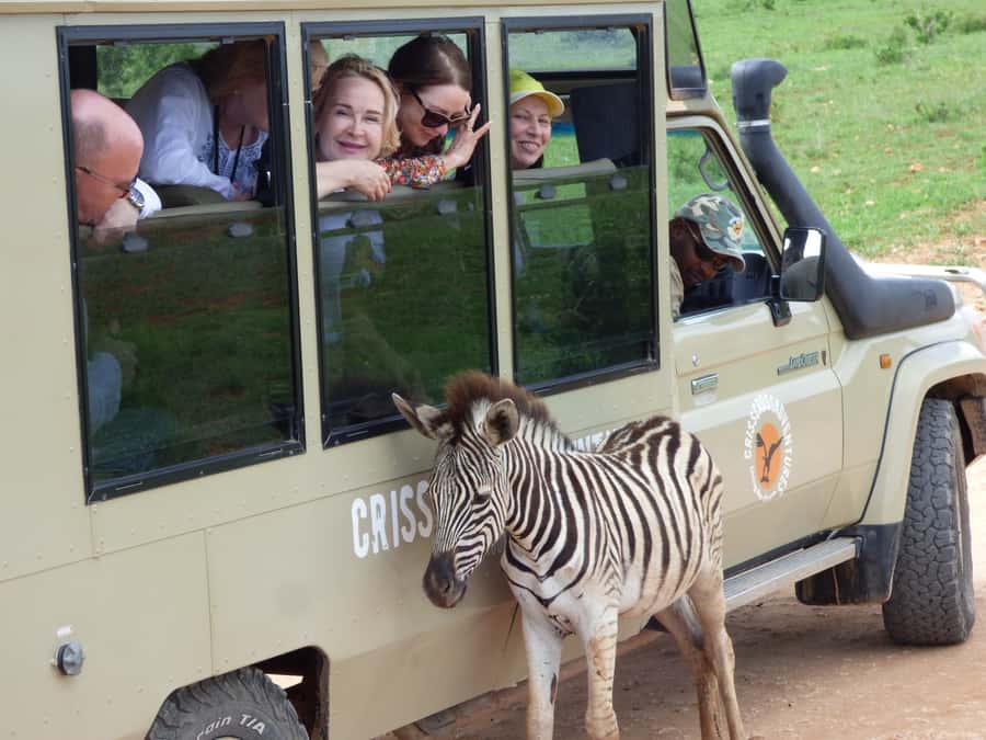 Addo National Park: Guided Half-Day Safari - Elephants, lions, and the animals between them