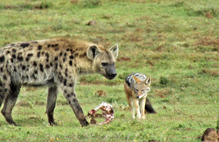 Addo National Park: Guided Half-Day Safari - The Toyota Land Cruiser setup