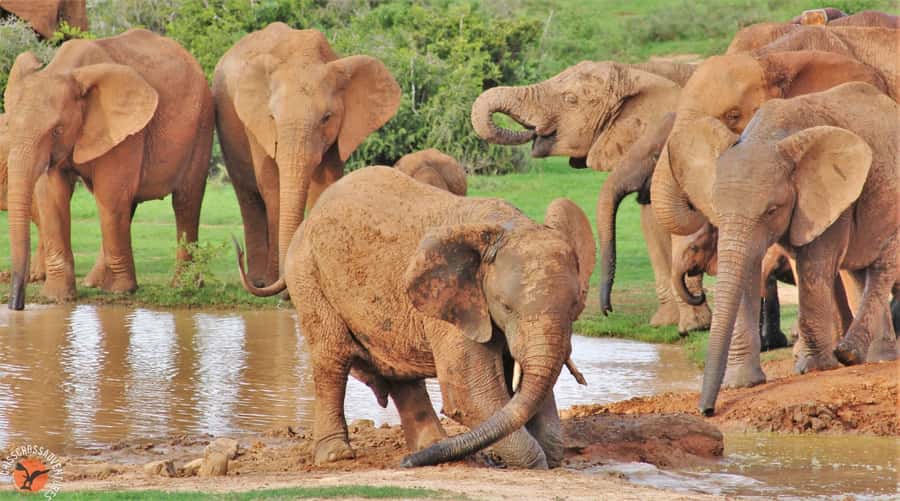 Addo National Park: Guided Half-Day Safari - What the guide adds to the ride
