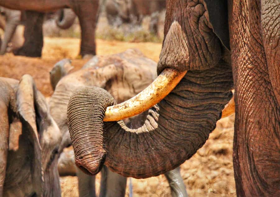 Addo National Park: Guided Half-Day Safari - Snacks, drinks, and weather