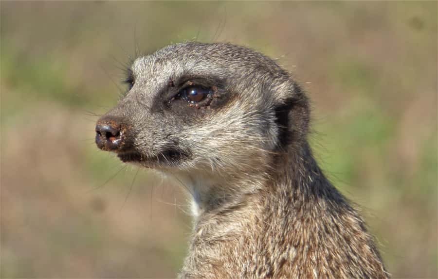 Addo National Park: Guided Half-Day Safari - Final call: a strong half-day introduction to Addo