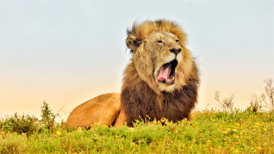 Addo National Park: Guided Half-Day Safari - Four hours in the northern wildlife area