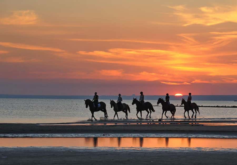 Agadir and Taghazout: Morning Horse Ride on The Beach - Meeting the horses and finding the right match