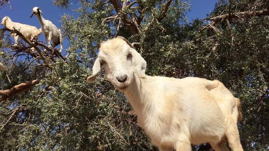 Agadir: ATV Quad Biking and Goats On Argan Trees with Tea - The ride: dust, rocks, and wide-open views
