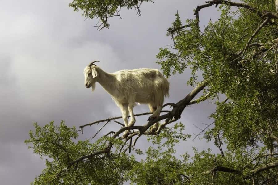 Agadir: ATV Quad Biking and Goats On Argan Trees with Tea - Is $19 good value?