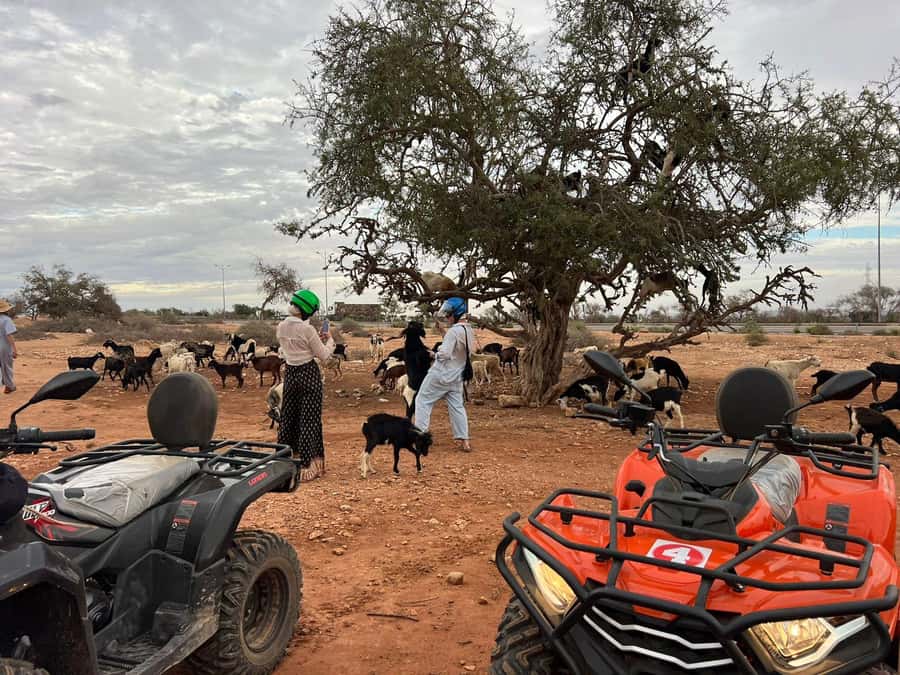Agadir: ATV Quad Biking and Goats On Argan Trees with Tea - Who should book this outing?