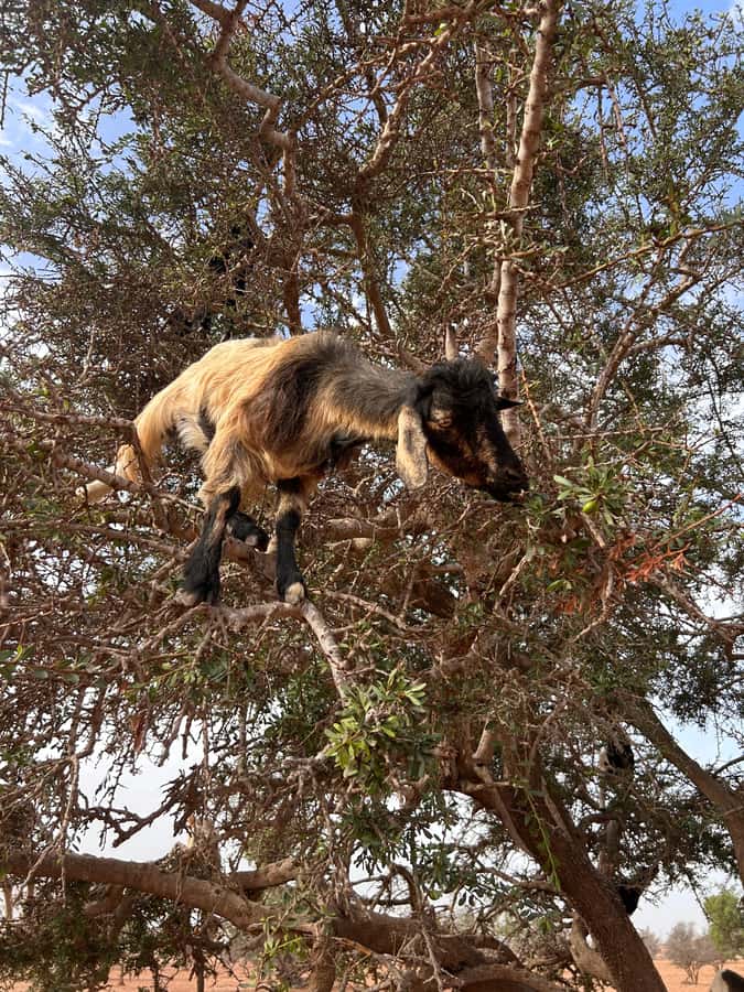 Agadir: Cable Car, Crocopark, and Goats on Trees Tour - Three Agadir sights in one compact outing