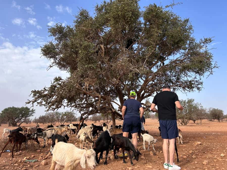 Agadir: Cable Car, Crocopark, and Goats on Trees Tour - Crocopark, more than a quick crocodile stop