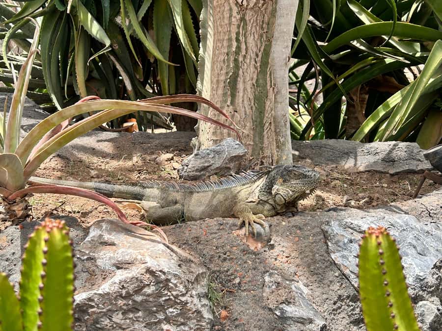 Agadir: Cable Car, Crocopark, and Goats on Trees Tour - What the driving time adds to your day