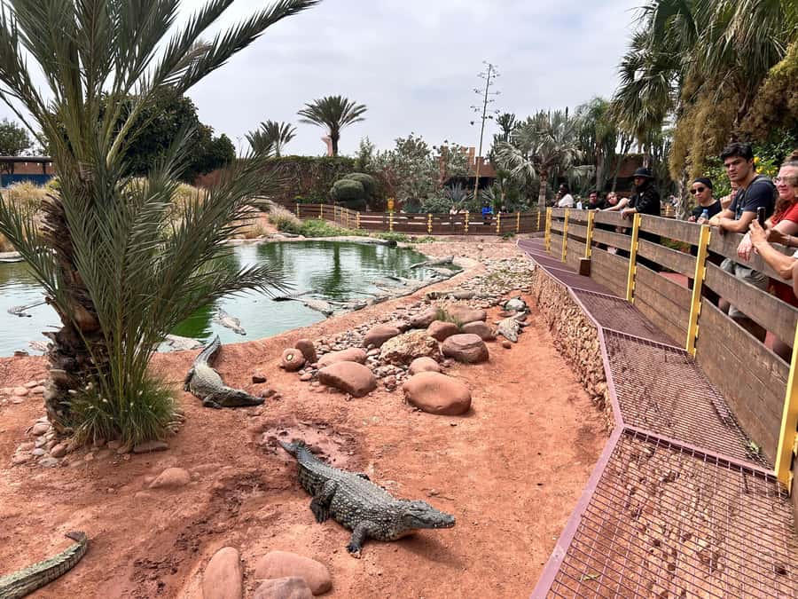 Agadir: Cable Car, Crocopark, and Goats on Trees Tour - Who should book this tour?