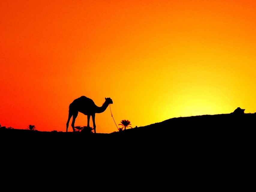 Agadir: Camel Ride With Tea & BBQ Dinner Option - The Souss River and possible flamingos