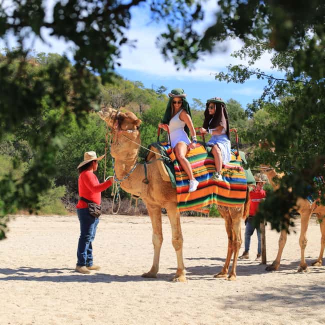 Agadir: Camel Ride With Tea & BBQ Dinner Option - Choosing your camel at the ranch