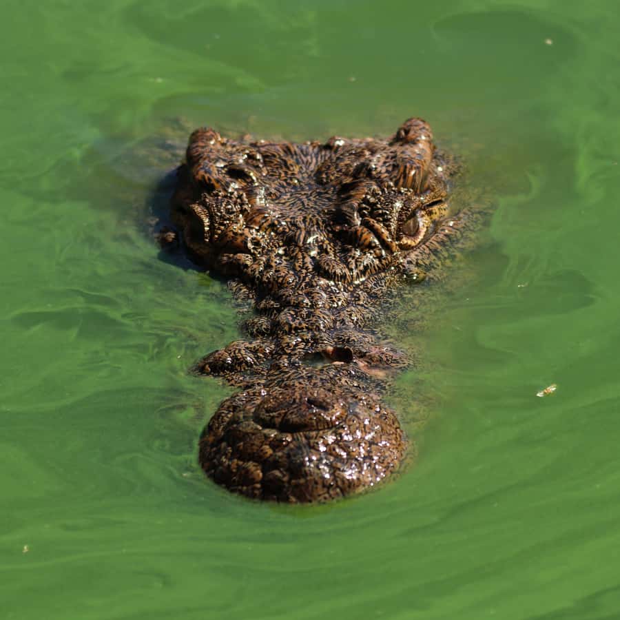 Agadir: Crocoparc Entry Ticket with Transfers, Guide, & Tea - The half-day rhythm at Crocoparc