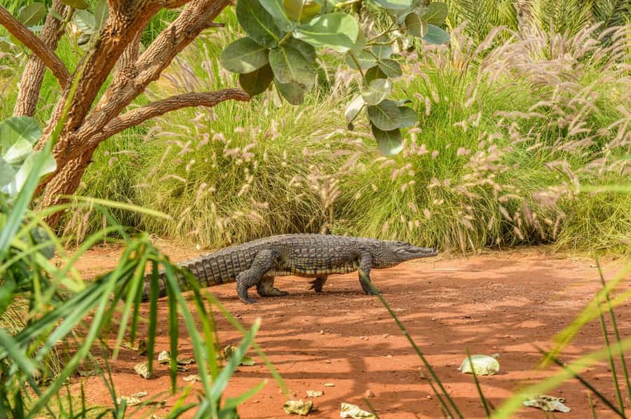 Agadir: Crocoparc Entry Ticket with Transfers, Guide, & Tea - The gardens, reptiles, and small surprises