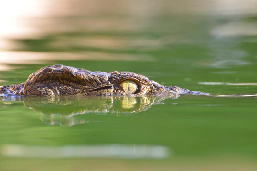 Agadir: Crocoparc Skip-the-Line Entry Ticket - Snakes, Iguanas, Tortoises, and Marmosets