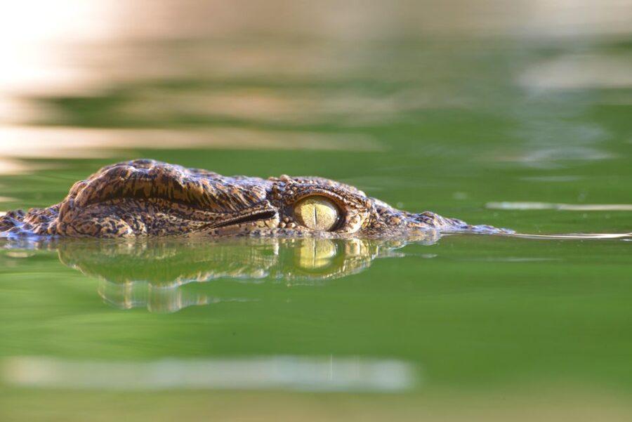 Agadir: Crocoparc Skip-the-Line Entry Ticket - Is the $11 Ticket Good Value?