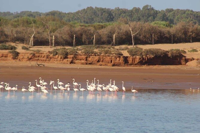 Agadir Jeep Safari Sahara Desert 4x4 Day Tour with Lunch - Flamingos beside the Souss River