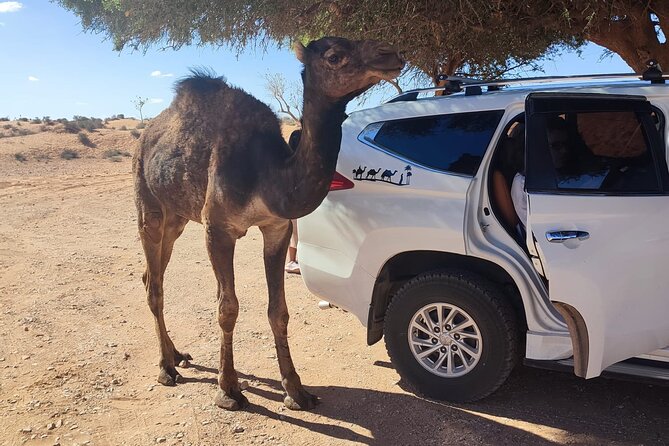 Agadir or taghazout : 4×4 Jeep Sahara Desert Trip with Lunch - Tiznit’s old medina and silverwork