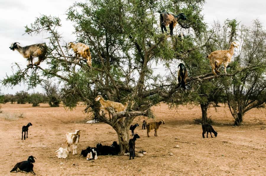 Agadir or Taghazout: Goat on Trees and Crocoparc with Pickup - Why this half-day works well from Taghazout