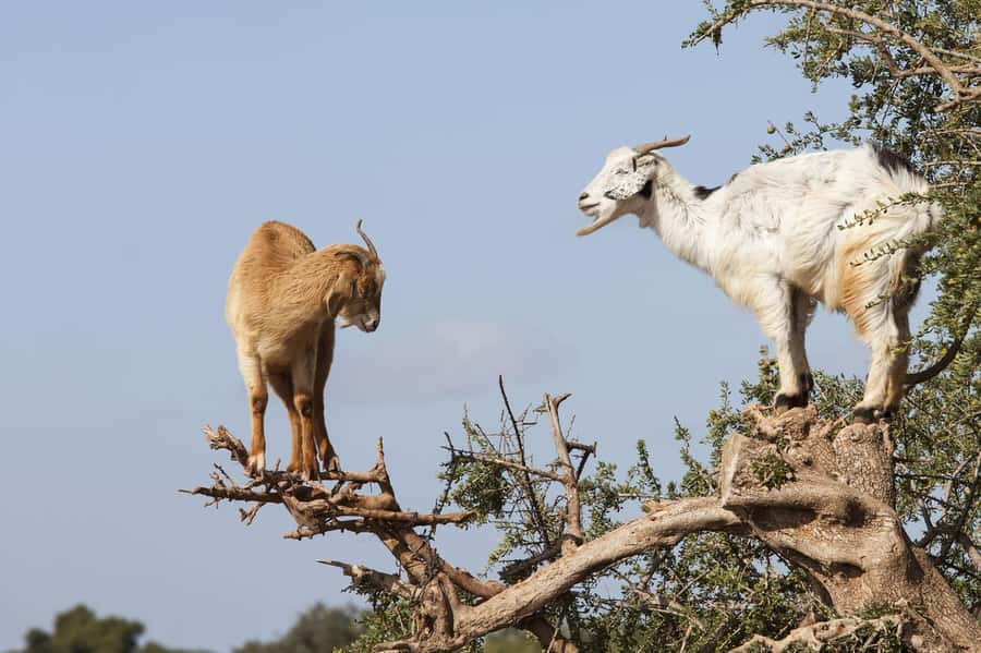 Agadir or Taghazout: Goat on Trees and Crocoparc with Pickup - The drive with Hassan, Hicham, Nabil, or Ayoub