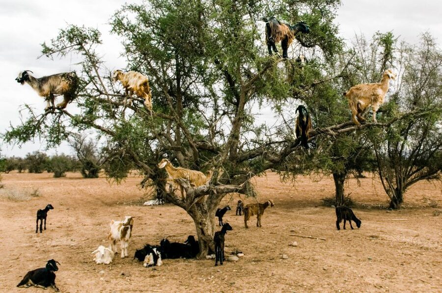 Agadir or Taghazout: Goat on Trees and Crocoparc with Pickup - Who will enjoy this tour most?