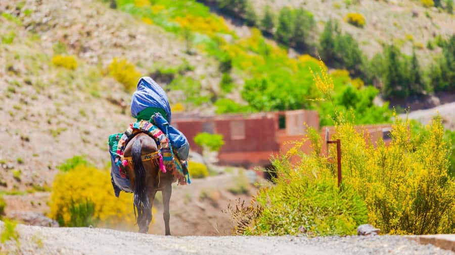 Agadir or Taghazout: Paradise Valley Atlas Mountain Trip - The botanic garden and Argan House stop