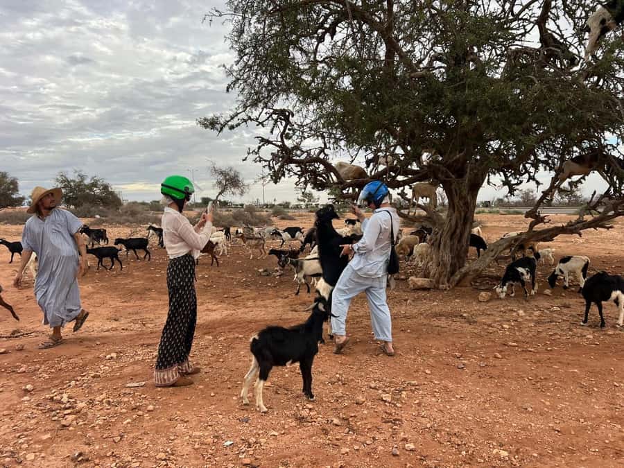 Agadir: Quad Safari with Crocoparc Optional - Goats climbing argan trees
