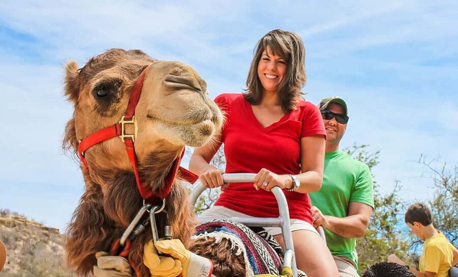 Agadir/Taghazout: Camel Rides with Tea Drink and Transfers - Hotel pickup and the short ride out of Agadir