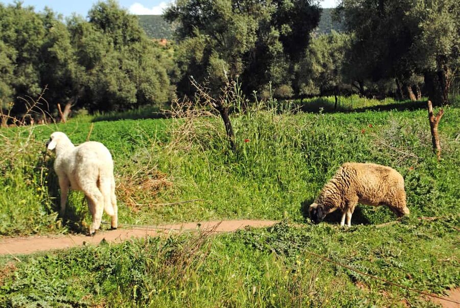 Agadir/Taghazout: Paradise Valley Tour to Atlas Mountains - The short walk into Paradise Valley