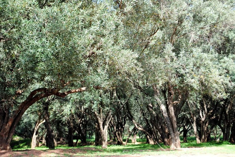 Agadir/Taghazout: Paradise Valley Tour to Atlas Mountains - The Botanic Garden and argan oil stop