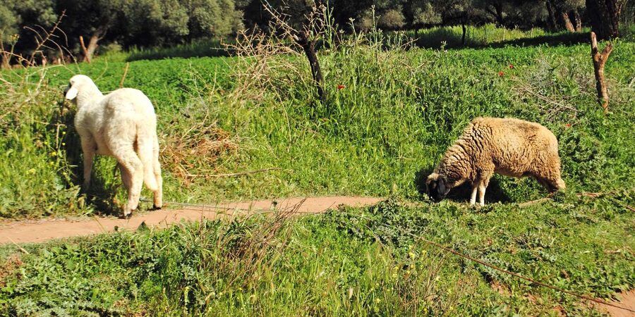 Agadir/Taghazout: Paradise Valley Tour to Atlas Mountains - Guides, mood, and group care