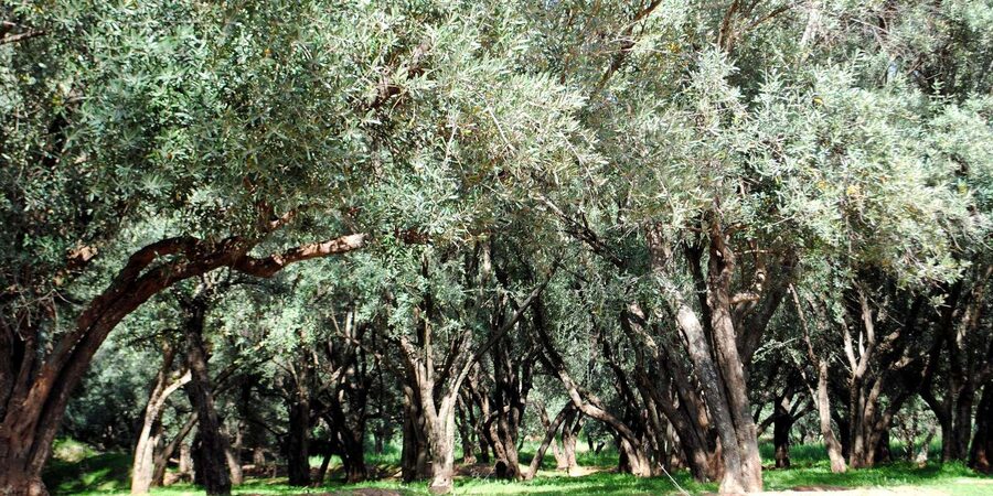 Agadir/Taghazout: Paradise Valley Tour to Atlas Mountains - Is $21 good value?