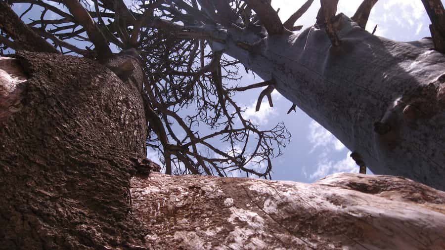Agadir/Taghazout/Port: Paradise Valley Atlas Mountains Trip - Why the $21 price is strong value