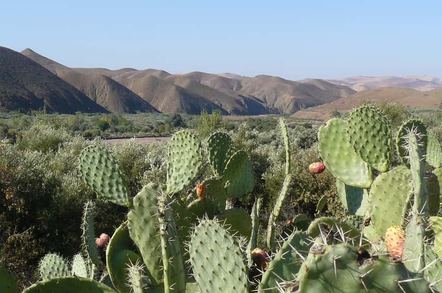Agadir/Taghazout/Port: Paradise Valley Atlas Mountains Trip - The guide can shape the whole day