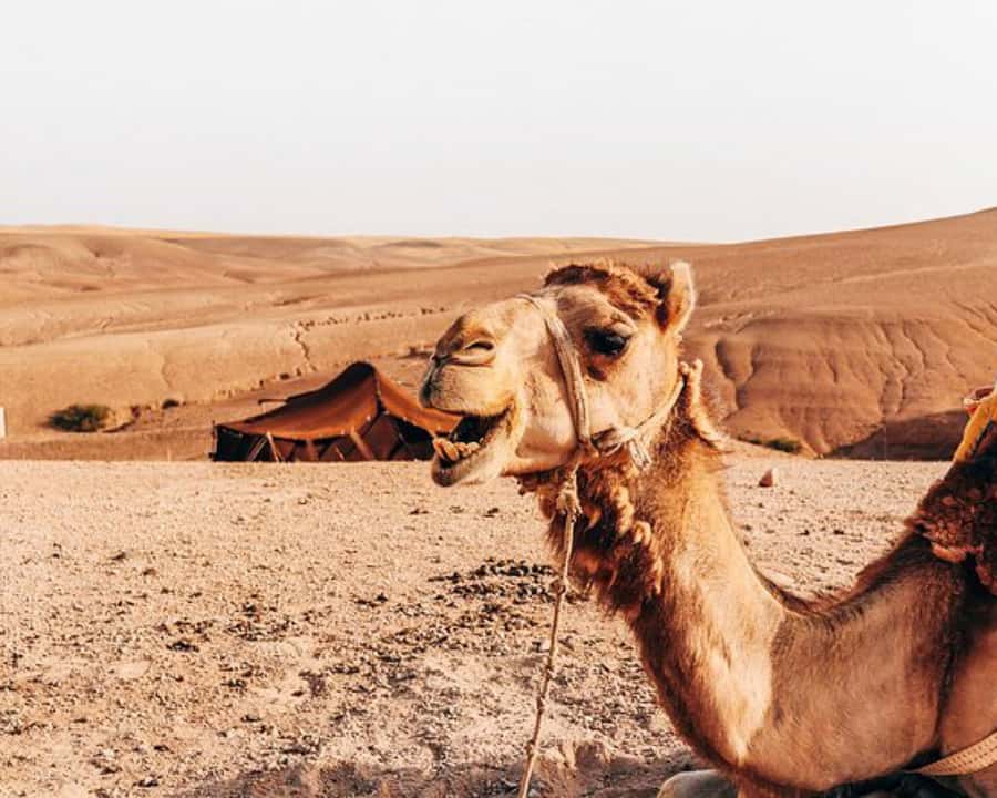 Agafay Desert: Magical Half-Day Lunch with Pool Swim - The argan oil cooperative stop