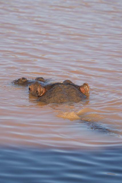Aquila Game Reserve: Afternoon Safari - A four-star buffet at 12:30 PM