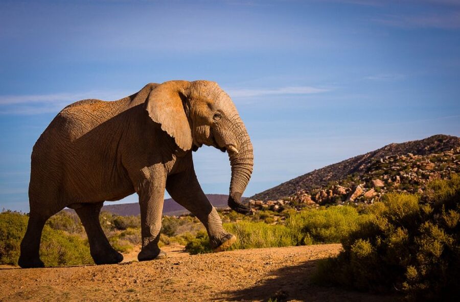 Aquila Private Game Reserve: Sunset Safari with Entry Fee - Arriving at Aquila by 3:00 PM