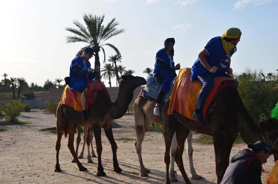 Around Marrakech: Camel Ride in Palm Groves including Tea - A gentle camel ride just outside Marrakech