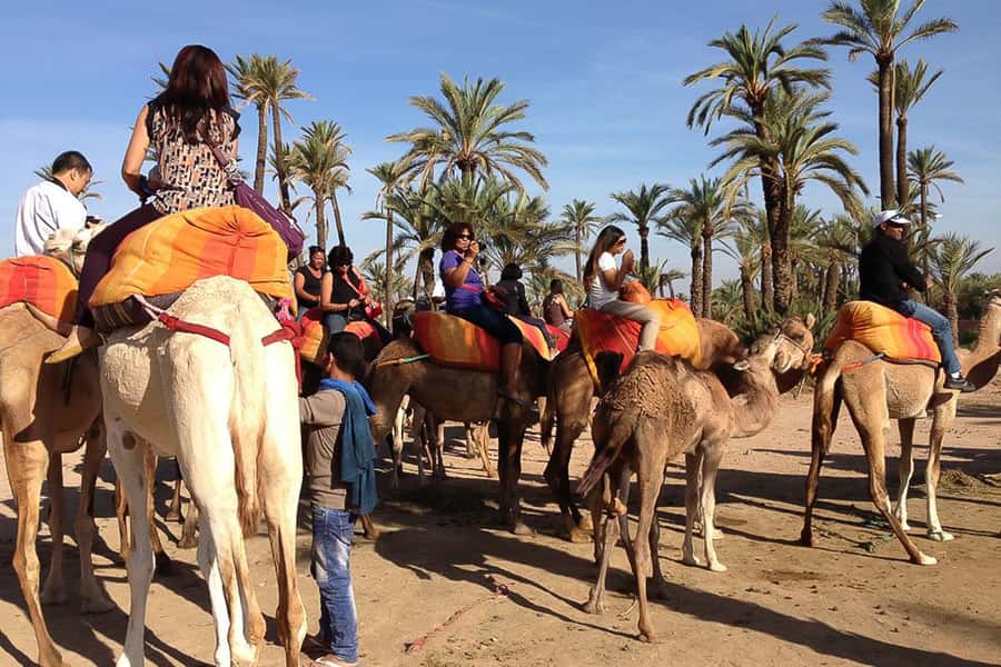 Around Marrakech: Camel Ride in Palm Groves including Tea - One hour through palms and village paths