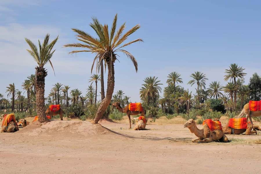 Around Marrakech: Camel Ride in Palm Groves including Tea - Mint tea after the ride