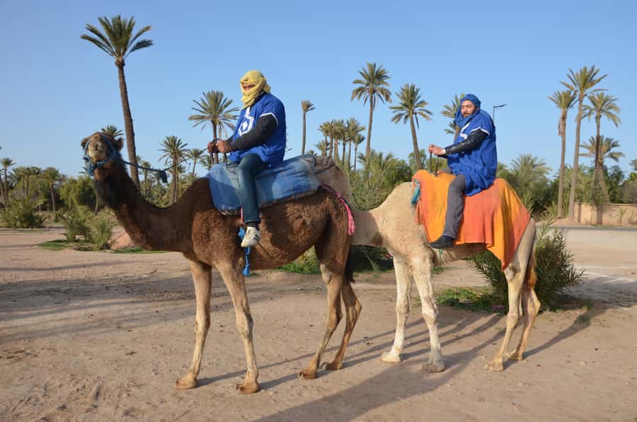 Around Marrakech: Camel Ride in Palm Groves including Tea - How to prepare for a smoother ride
