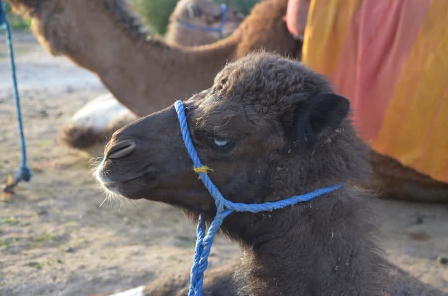Around Marrakech: Camel Ride in Palm Groves including Tea - Should you book the Palmeraie camel ride?