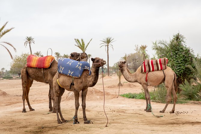 Atlas Mountains Hot Air Balloon Ride from Marrakech with Berber Breakfast and Desert Camel Experience - Landing and the Berber breakfast tent